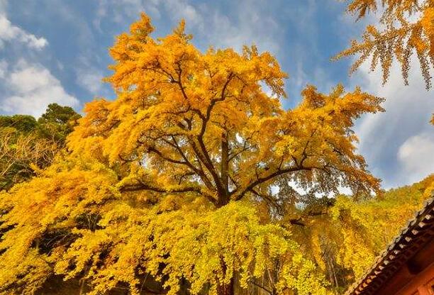 銀杏樹.jpg 銀杏樹.jpg